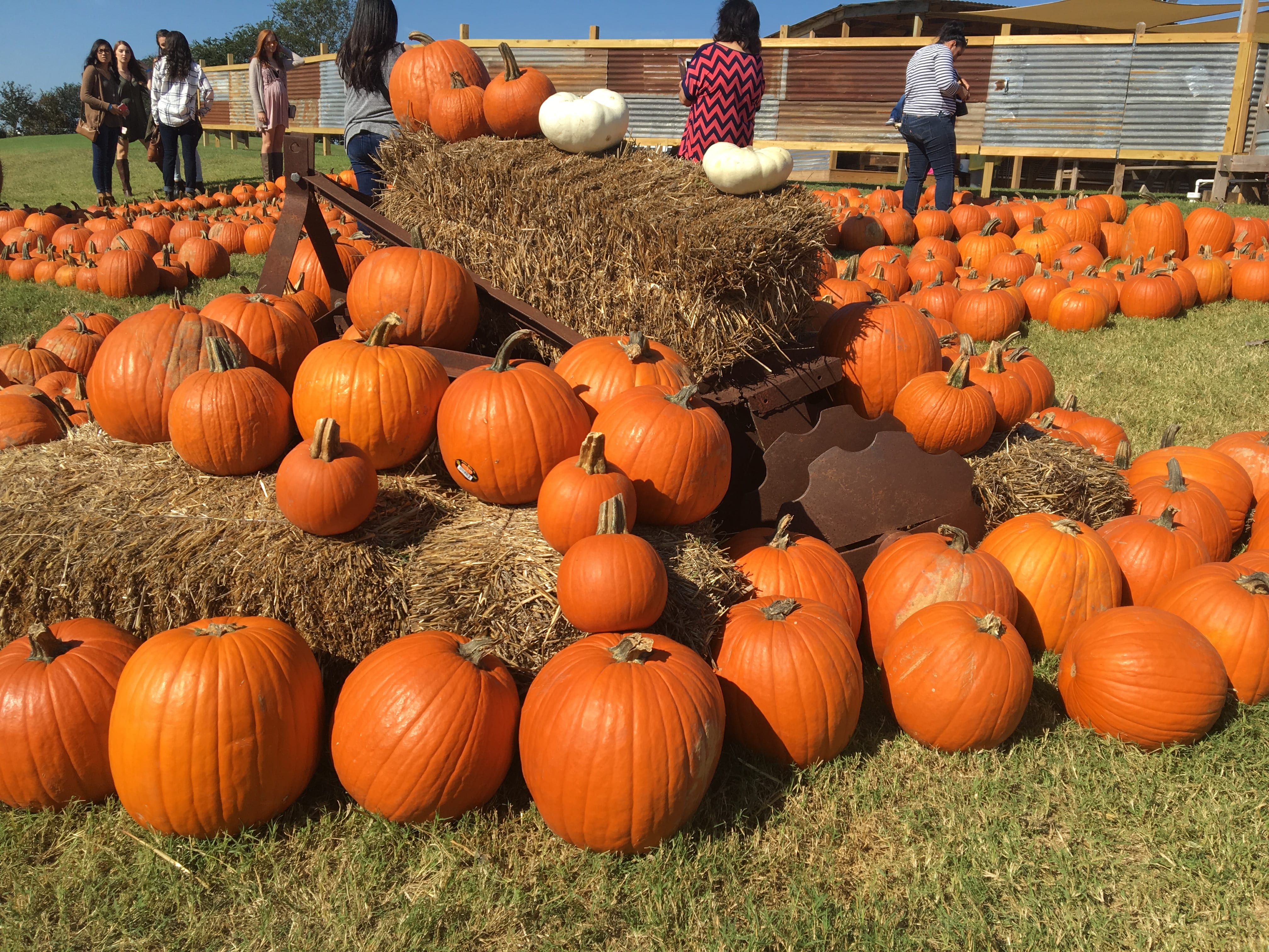 Top Pumpkin Patches Around Austin 2016 Do512 Family