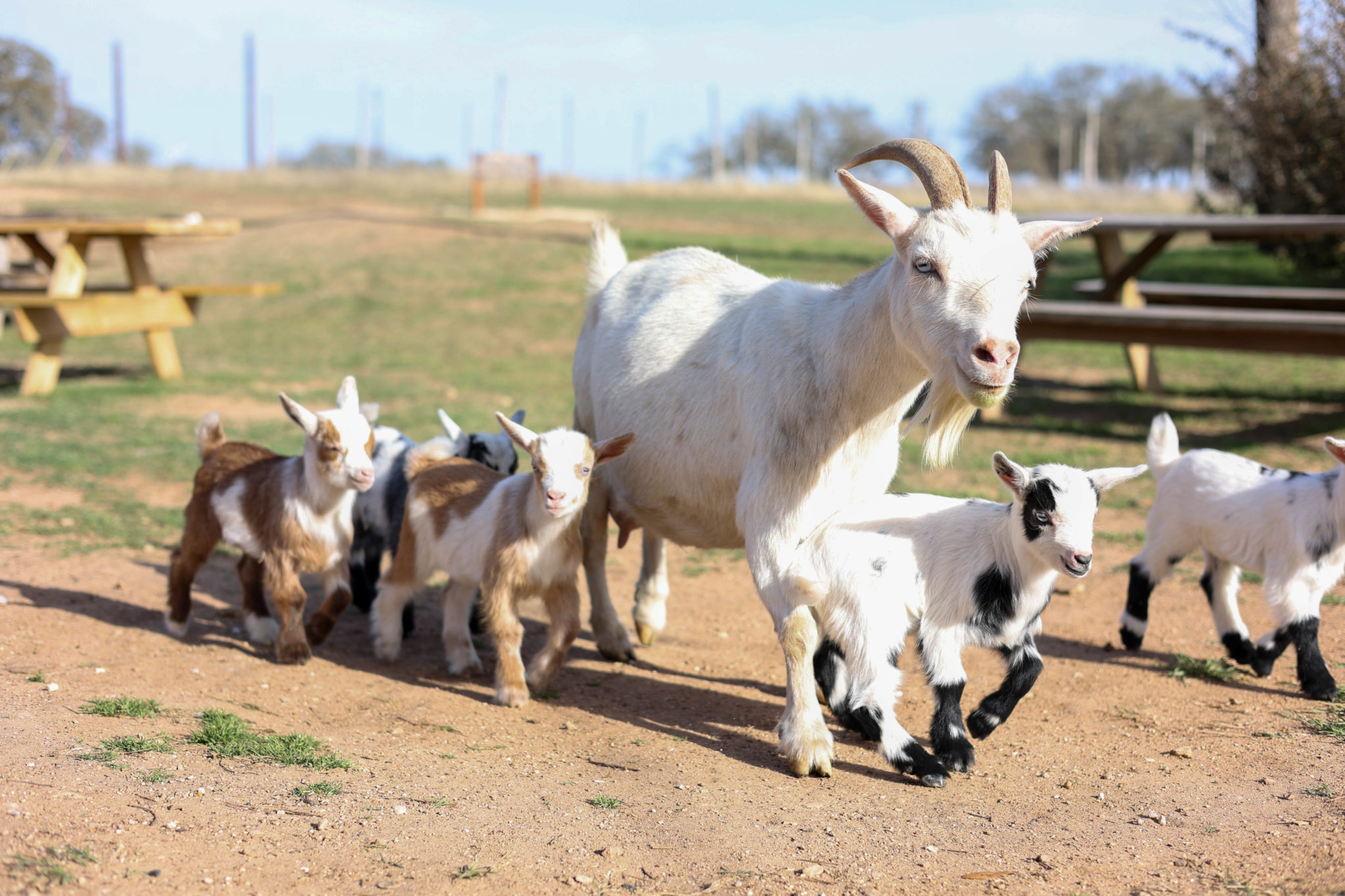 Kidding Around with Goats in Austin