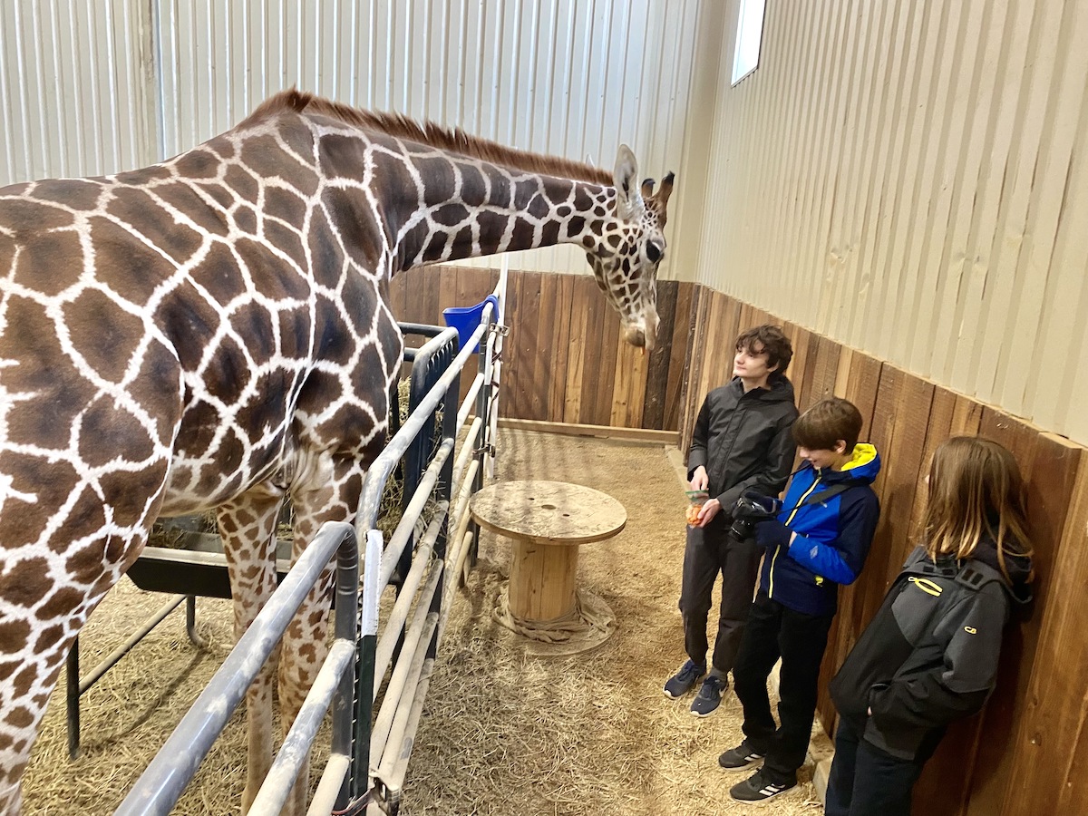 Animal Encounters at Blue Hills Ranch & Giraffe Sanctuary – Do512 Family