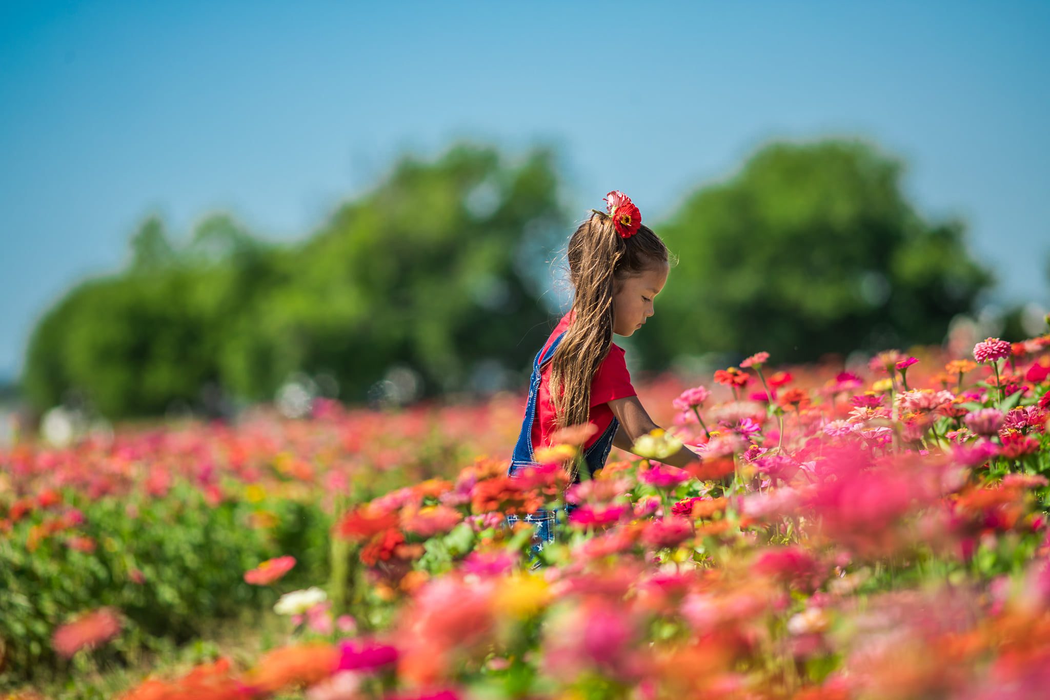 5 Flower Farms To Visit Near Austin Do512 Family