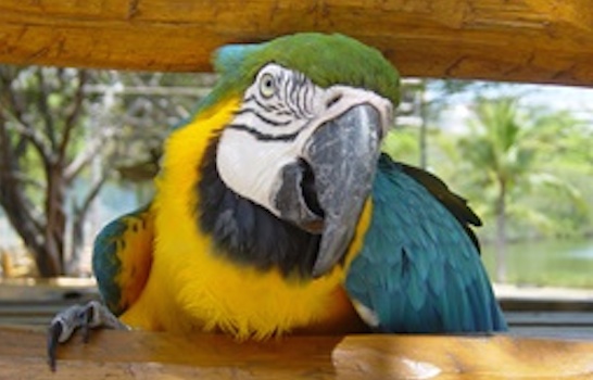 animal_macaw