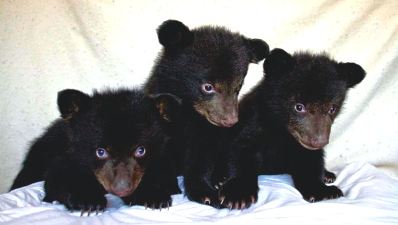 bearcubs
