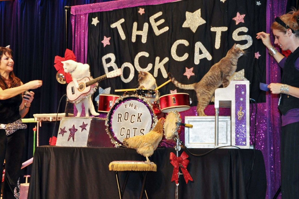 The Amazing Acrocats at the Paramount Theatre Do512 Family