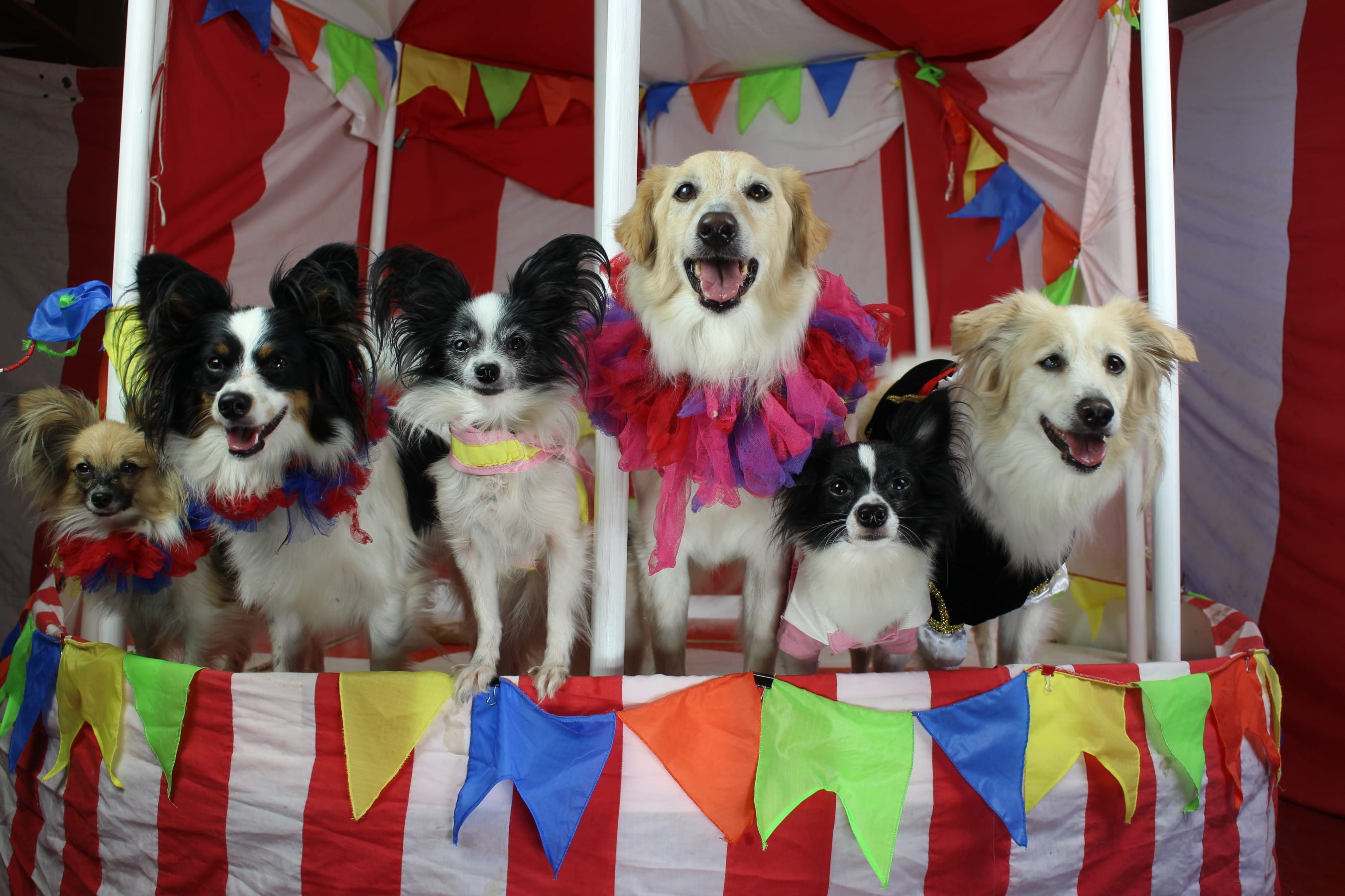 Собаки в цирке