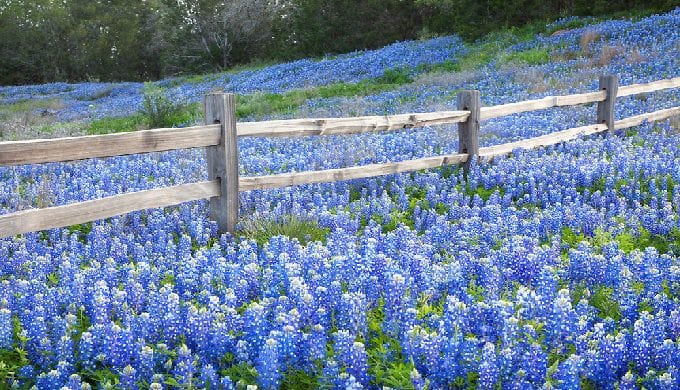 are dogs allowed at the bluebonnet festival