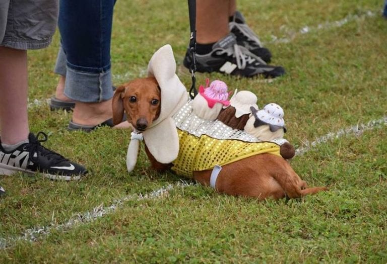 25th Annual Buda Wiener Dog Races Do512 Family