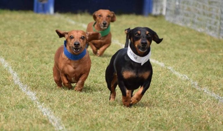 weenie dog races near me