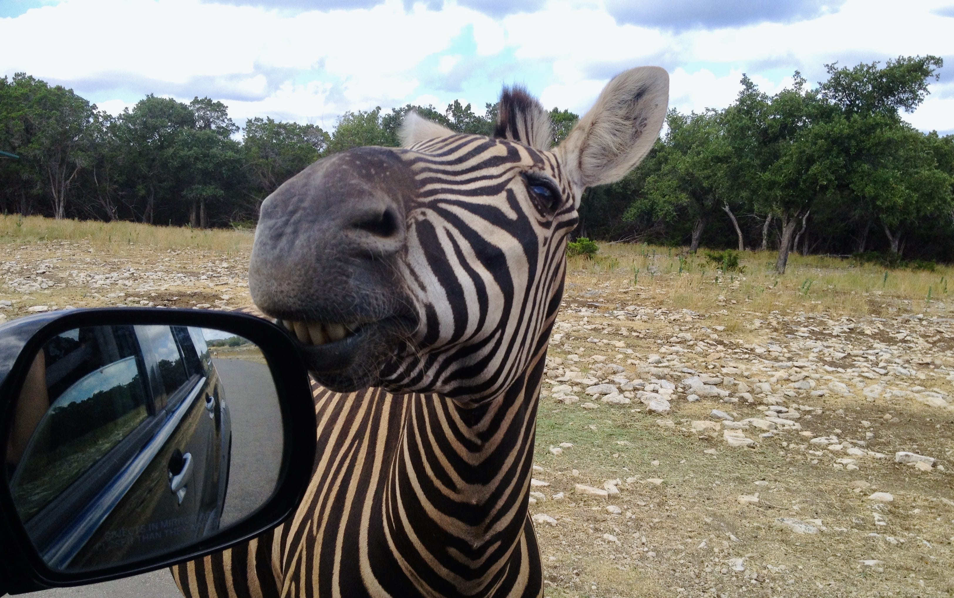Drive-Thru Zoos & Safari Parks Near Austin - Do512 Family