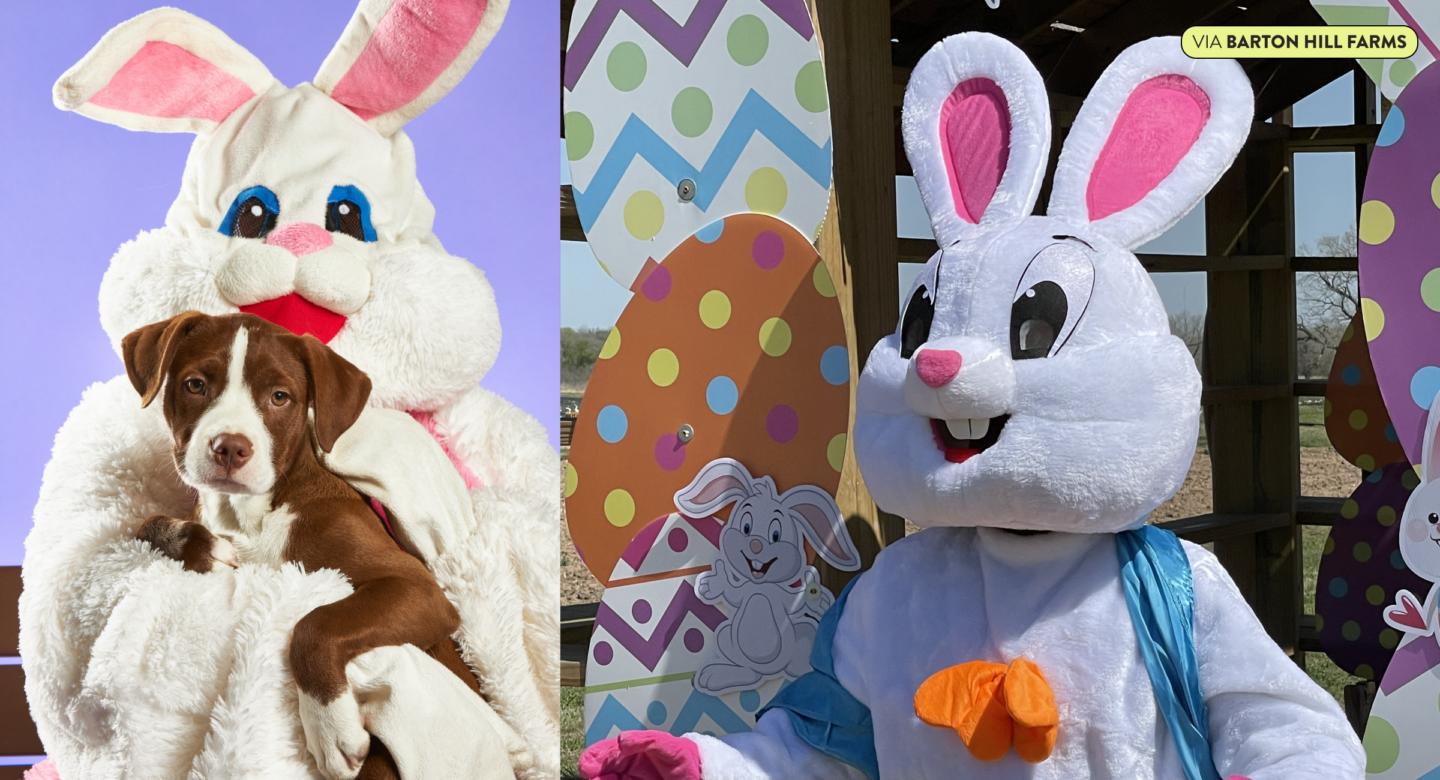 Where to Take Easter Bunny Photos Around Austin – Do512 Family