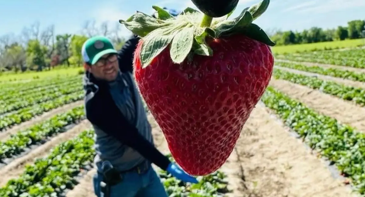 Local Farms Open for Strawberry Picking - Do512 Family